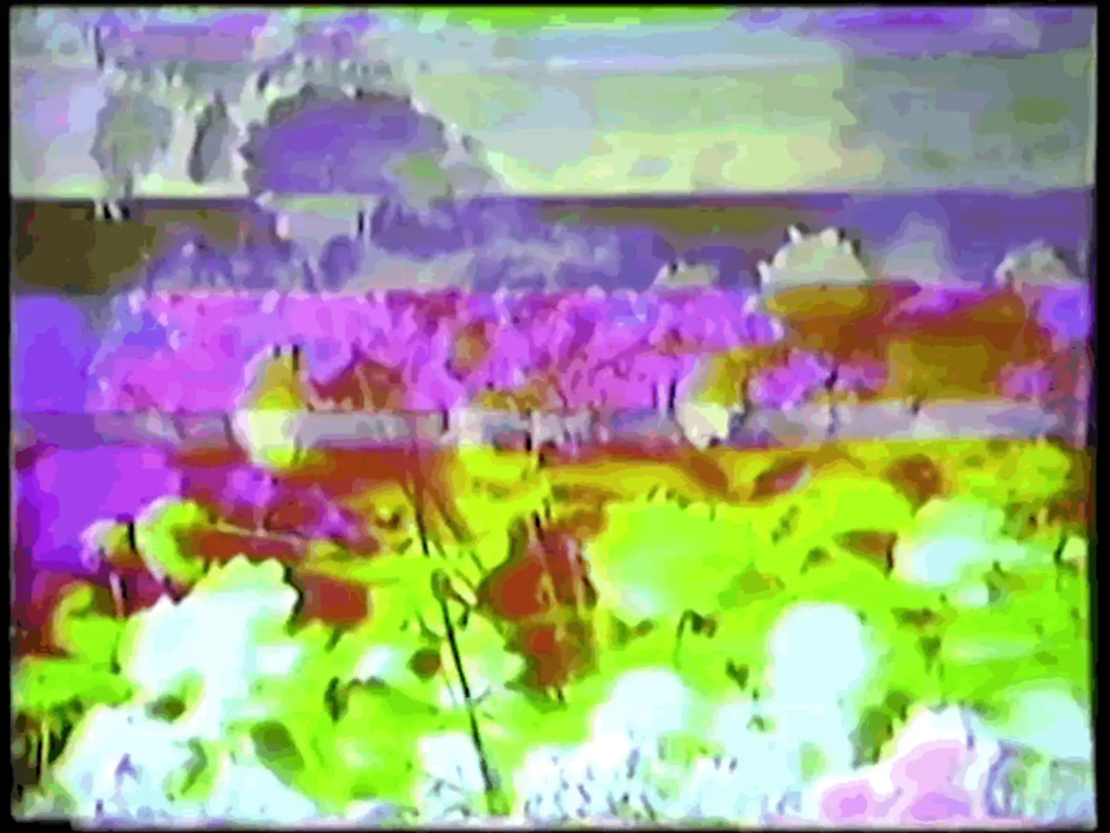 [Fig.14] Plant Dreaming Deep, 2017. 